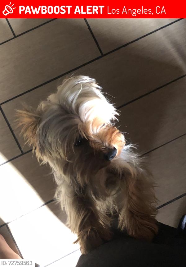 Lost Male Dog last seen Near firestone blvd 90002, Los Angeles, CA 90002