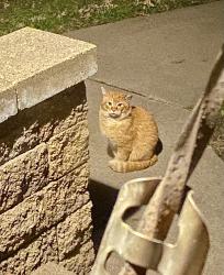 Found/Stray Unknown Cat last seen Hendon Avenue an Raymond Avenue, Saint Paul, MN 55108