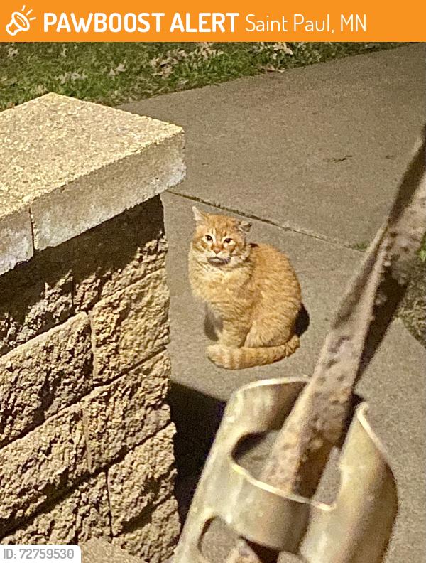 Found/Stray Unknown Cat last seen Hendon Avenue an Raymond Avenue, Saint Paul, MN 55108