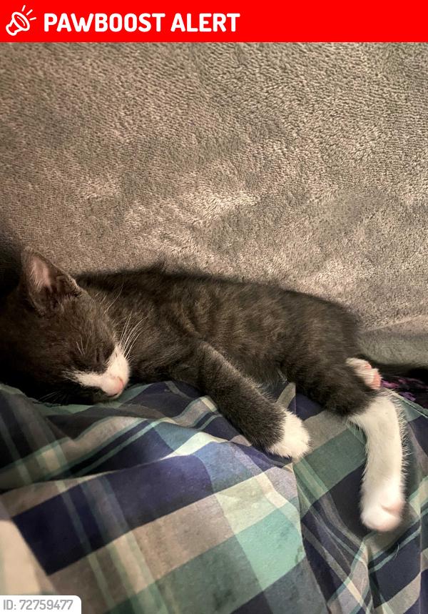 Lost Male Cat last seen Avaline Ave Burpengary east , Burpengary East, QLD 4505