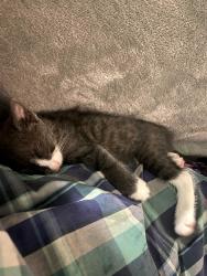 Lost Male Cat last seen Avaline Ave Burpengary east , Burpengary East, QLD 4505
