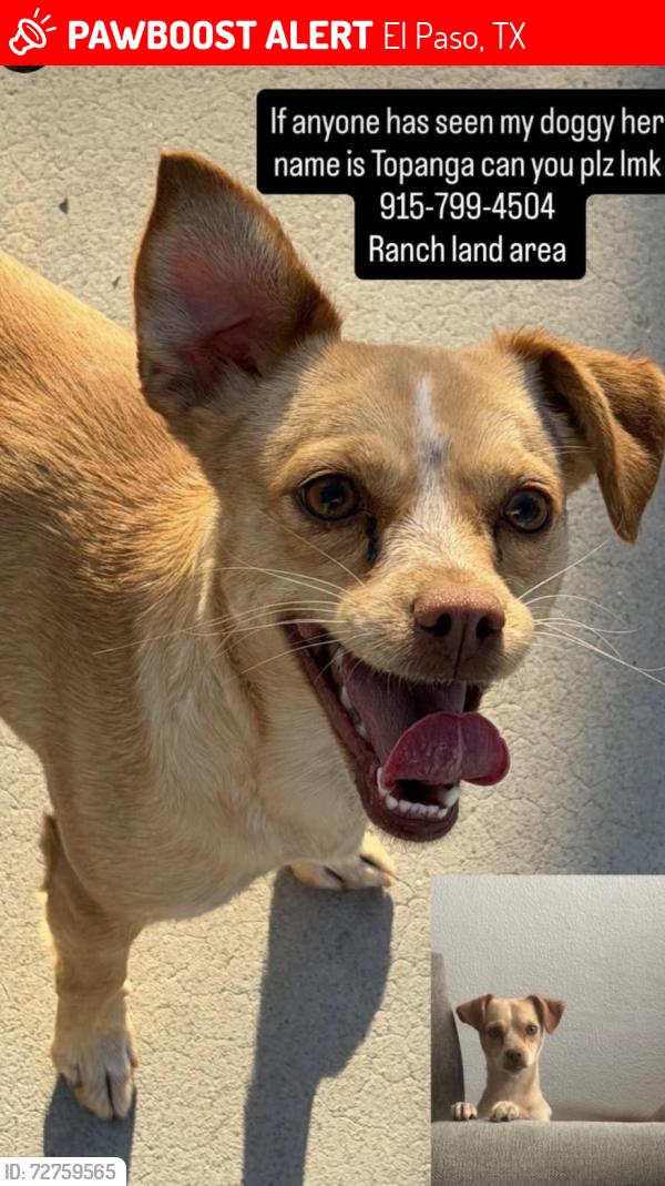Lost Female Dog last seen Ranch land area , El Paso, TX 79915