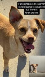 Lost Female Dog last seen Ranch land area , El Paso, TX 79915