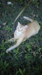 Lost Male Cat last seen 23rd Avenue South and 4th Avenue North, Lake Worth Beach, FL 33461