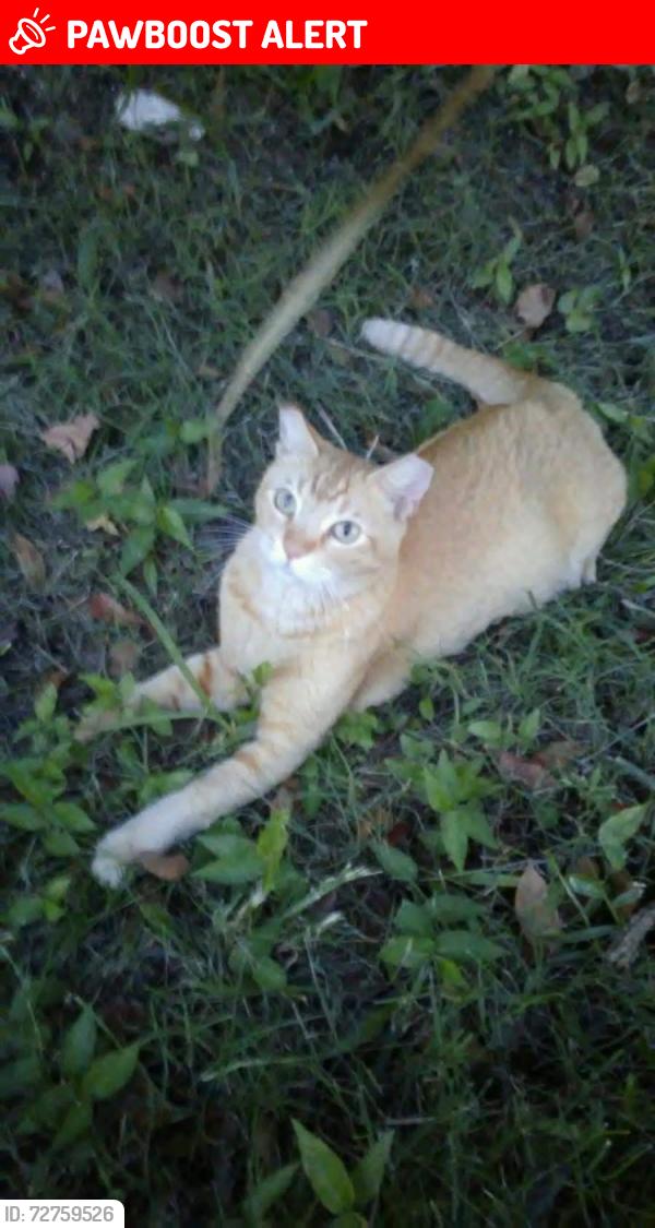 Lost Male Cat last seen 23rd Avenue South and 4th Avenue North, Lake Worth Beach, FL 33461