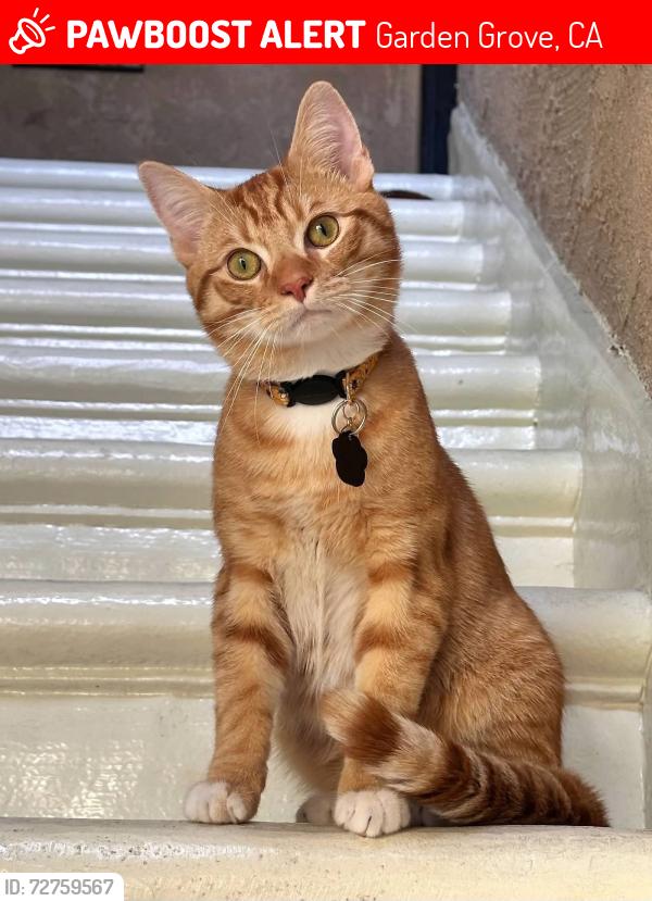 Lost Male Cat last seen Nutwood and Chapman, Garden Grove, CA 92840