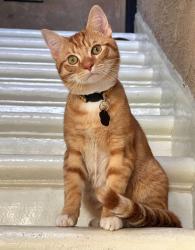 Lost Male Cat last seen Nutwood and Chapman, Garden Grove, CA 92840