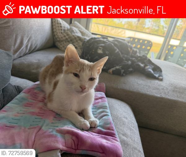 Lost Male Cat last seen Etown , Jacksonville, FL 32256