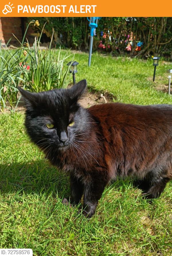 Found/Stray Unknown Cat last seen Kings heath , West Midlands, England B14