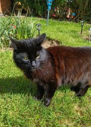 Found/Stray Unknown Cat last seen Kings heath , West Midlands, England B14