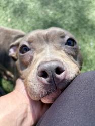 Shelter Stray Female Dog last seen Near Veronica Ave, 21225, MD, Baltimore, MD 21230