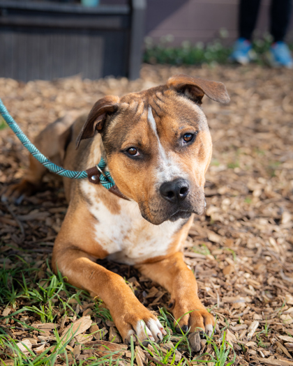 Shelter Stray Male Dog last seen Near Hidden Hills Pkwy, 30088, GA, Atlanta, GA 30341