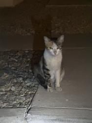 Found/Stray Unknown Cat last seen Blossom Hills Community , Phoenix, AZ 85042