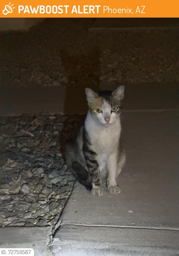 Found/Stray Unknown Cat last seen Blossom Hills Community , Phoenix, AZ 85042