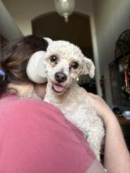 Lost Male Dog last seen Ouray/ Brackley, Albuquerque, NM 87120