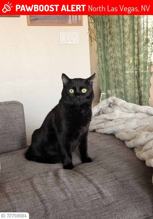 Lost Male Cat last seen MLK / Craig, North Las Vegas, NV 89032