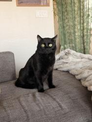 Lost Male Cat last seen MLK / Craig, North Las Vegas, NV 89032