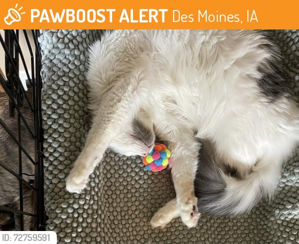 Found/Stray Unknown Cat last seen E 9th Street & Guthrie Avenue, Des Moines, IA 50316