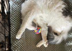 Found/Stray Unknown Cat last seen E 9th Street & Guthrie Avenue, Des Moines, IA 50316