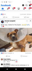 Lost Male Dog last seen Intel parking lot oc8 Dobson, Queen Creek, AZ 85242