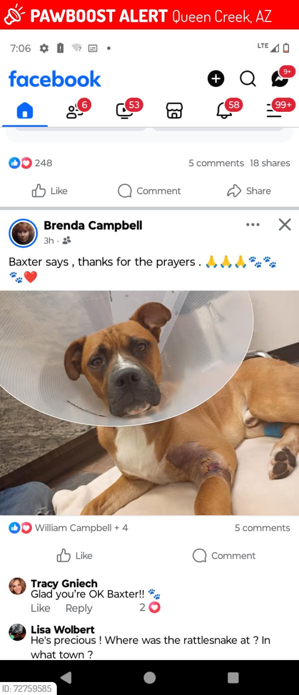 Lost Male Dog last seen Intel parking lot oc8 Dobson, Queen Creek, AZ 85242