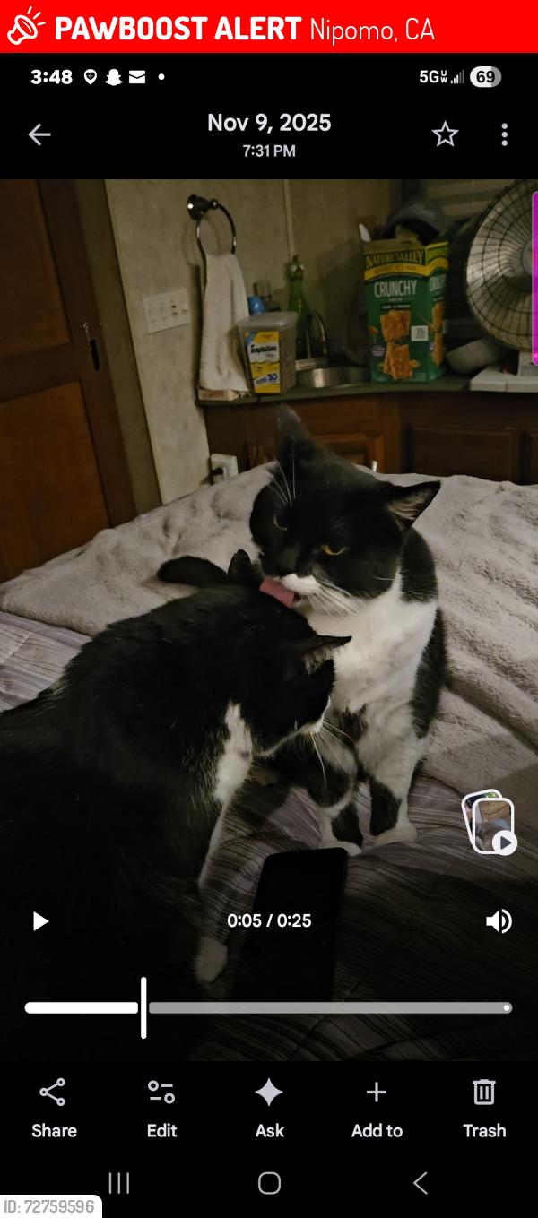 Lost Female Cat last seen Beechnut St., Nipomo, CA 93444