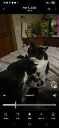 Lost Female Cat last seen Beechnut St., Nipomo, CA 93444