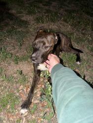 Found/Stray Female Dog last seen Colliers Engineering & Design, San Antonio, TX 78231