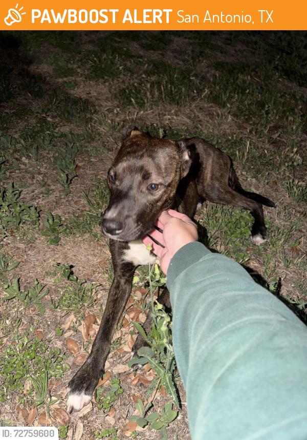 Found/Stray Female Dog last seen Colliers Engineering & Design, San Antonio, TX 78231