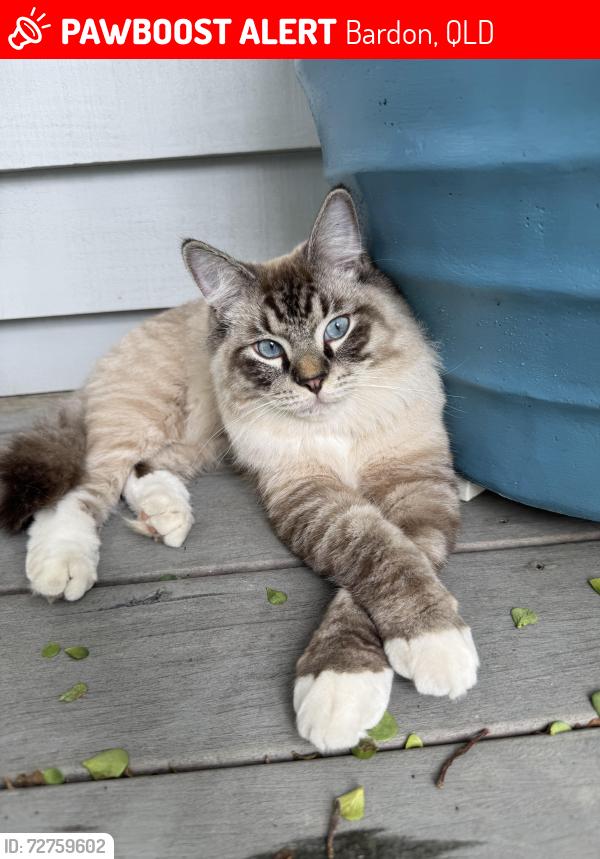 Lost Male Cat last seen Bardon area near Nestor Ave, Leeworthy St , Bardon, QLD 