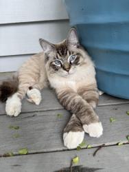 Lost Male Cat last seen Bardon area near Nestor Ave, Leeworthy St , Bardon, QLD 