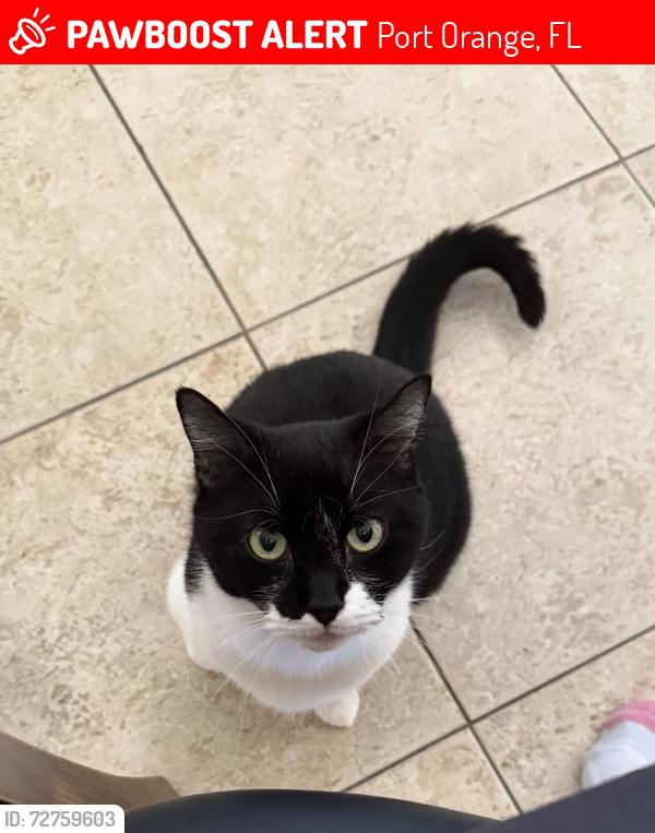 Lost Male Cat last seen Creekwater Boulevard, Port Orange, FL 32128