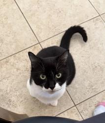 Lost Male Cat last seen Creekwater Boulevard , Port Orange, FL 32128