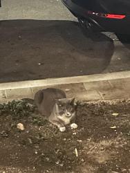 Found/Stray Unknown Cat last seen Near cuerno bravo / goddess of commerce statue, Tacoma, WA 98402