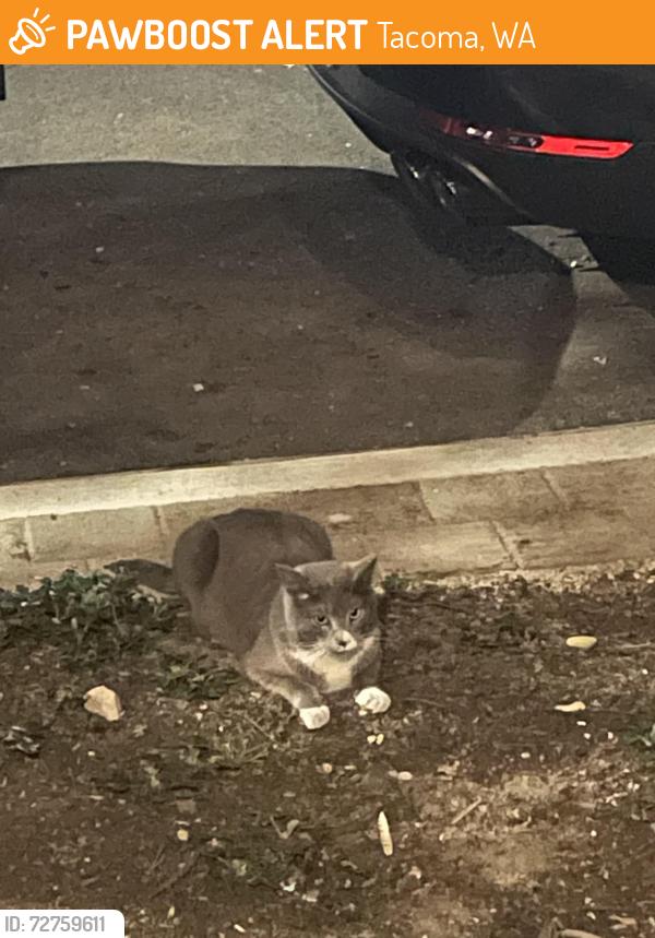 Found/Stray Unknown Cat last seen Near cuerno bravo / goddess of commerce statue, Tacoma, WA 98402