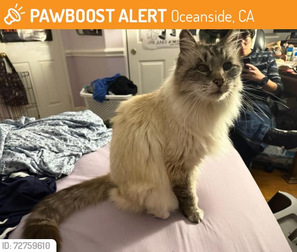 Found/Stray Unknown Cat last seen Bella Collina St, Oceanside, CA 92056