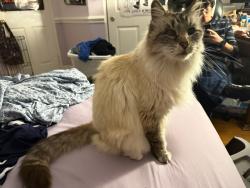 Found/Stray Unknown Cat last seen Bella Collina St, Oceanside, CA 92056