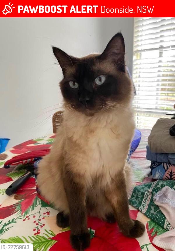 Lost Male Cat last seen doonside, Doonside, NSW 2767