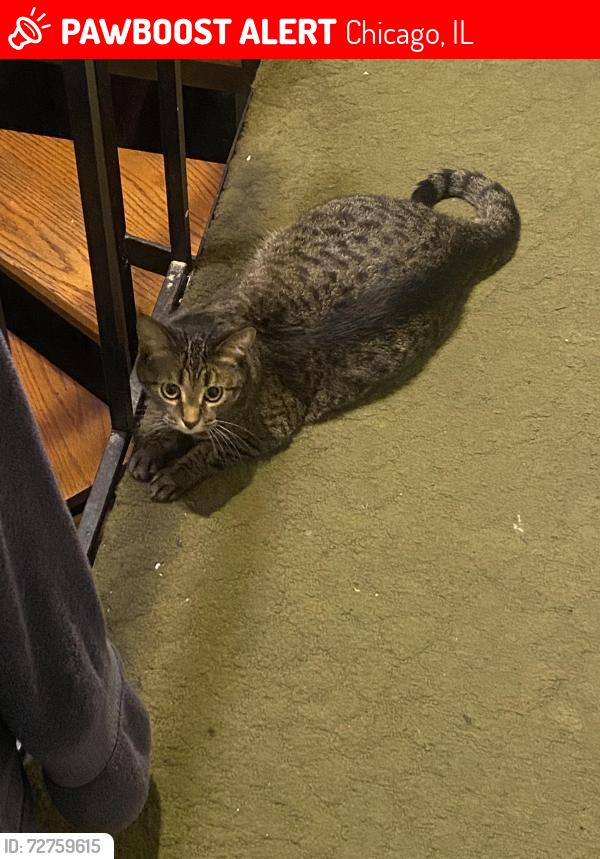 Lost Female Cat last seen Touhy and Paulina, Chicago, IL 60626