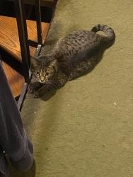 Lost Female Cat last seen Touhy and Paulina, Chicago, IL 60626