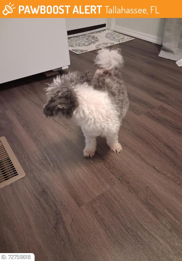 Found/Stray Male Dog last seen Near Balkin Rd , Tallahassee, FL 32305