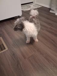 Found/Stray Male Dog last seen Near Balkin Rd , Tallahassee, FL 32305