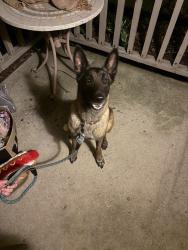 Found/Stray Female Dog last seen Kellum and Granner, Decatur twp, Indianapolis, IN, Indianapolis, IN 46221