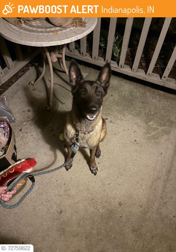 Found/Stray Female Dog last seen Kellum and Granner, Decatur twp, Indianapolis, IN, Indianapolis, IN 46221