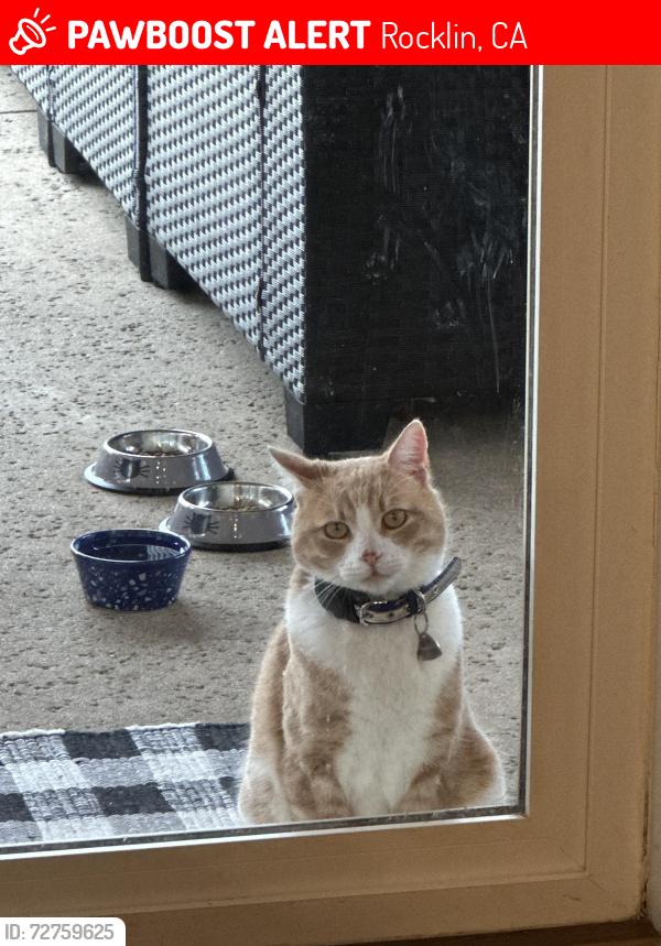 Lost Male Cat last seen Kathy Lund Park, Rocklin, CA 95765