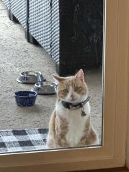 Lost Male Cat last seen Kathy Lund Park, Rocklin, CA 95765