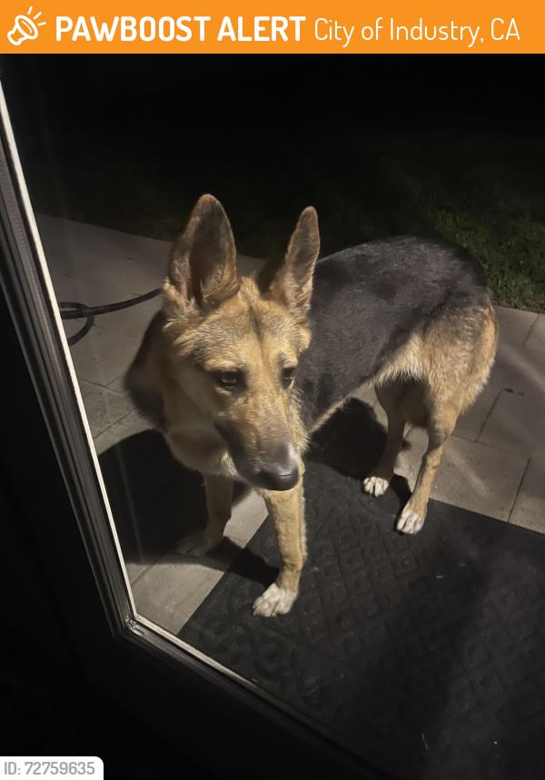 Found/Stray Unknown Dog last seen Temple Avenue , City of Industry, CA 91746