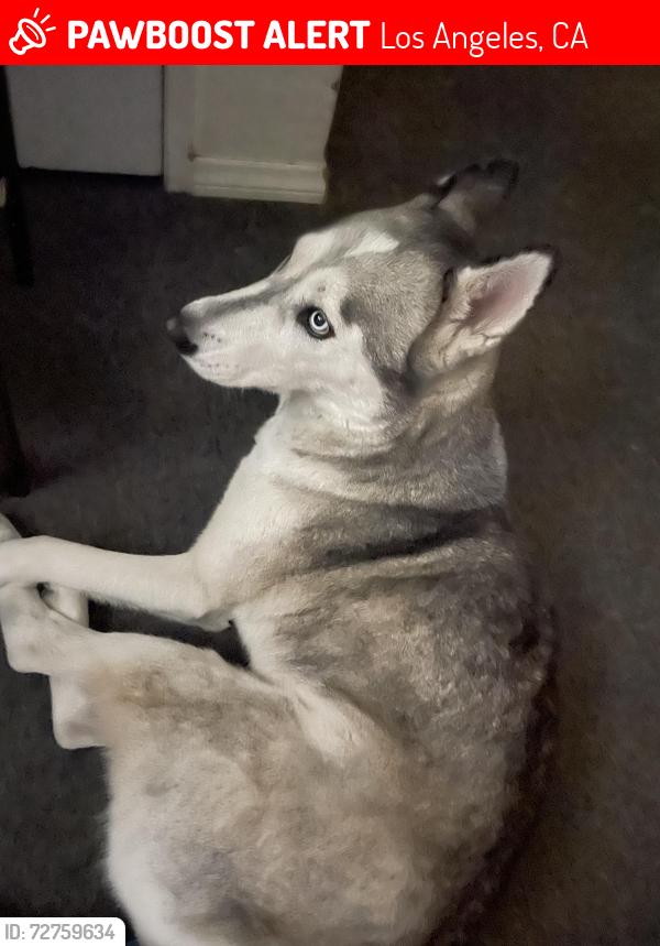 Lost Female Dog last seen Mid city shopping center, Los Angeles, CA 90019