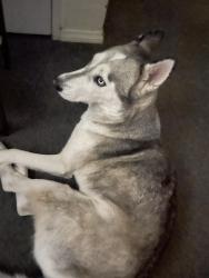 Lost Female Dog last seen Mid city shopping center, Los Angeles, CA 90019