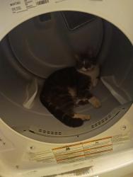 Reunited Male Cat last seen Old Mill/Day Rd , La Pine, OR 97739